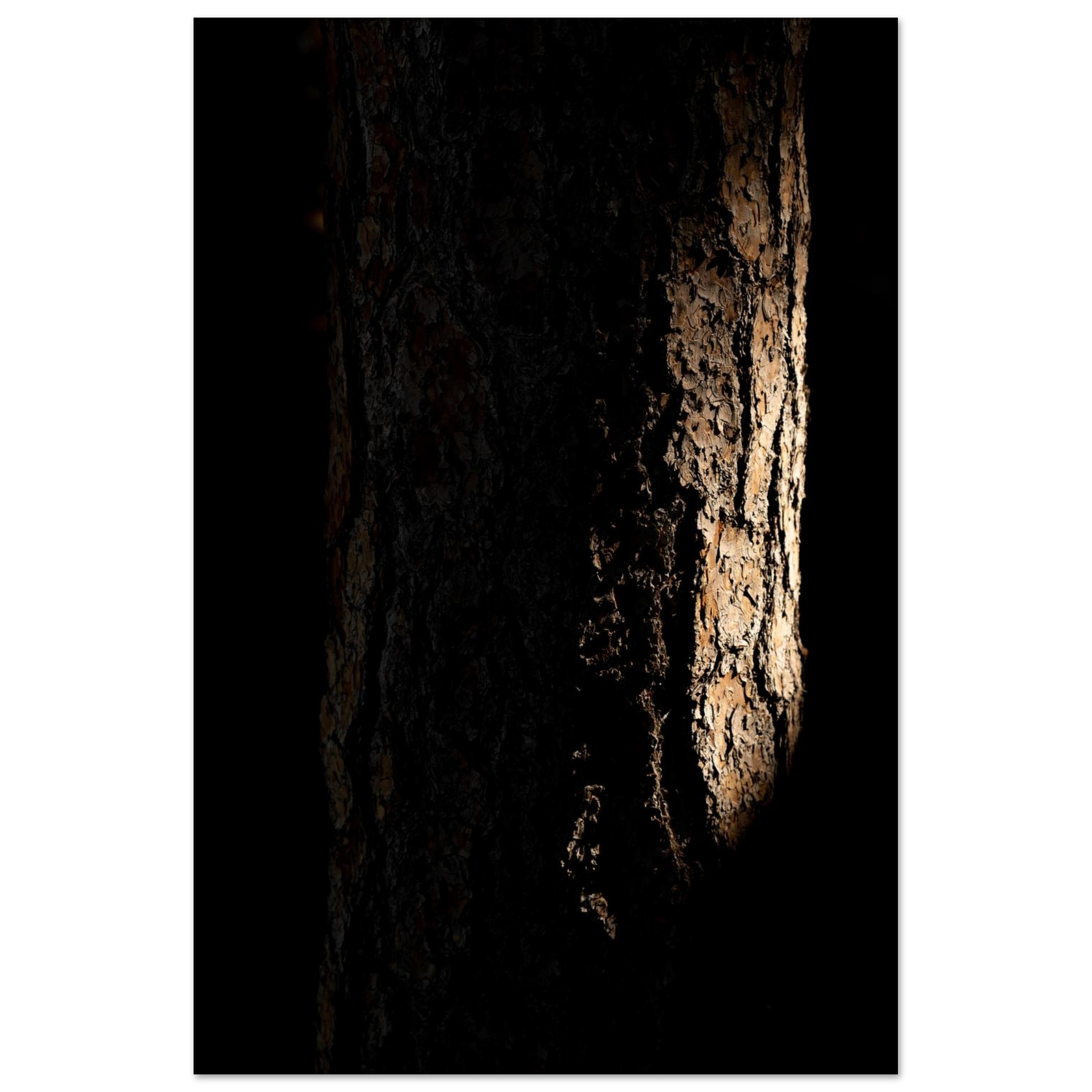Moody tree bark photography print in brown and black with textured details, nature wall art