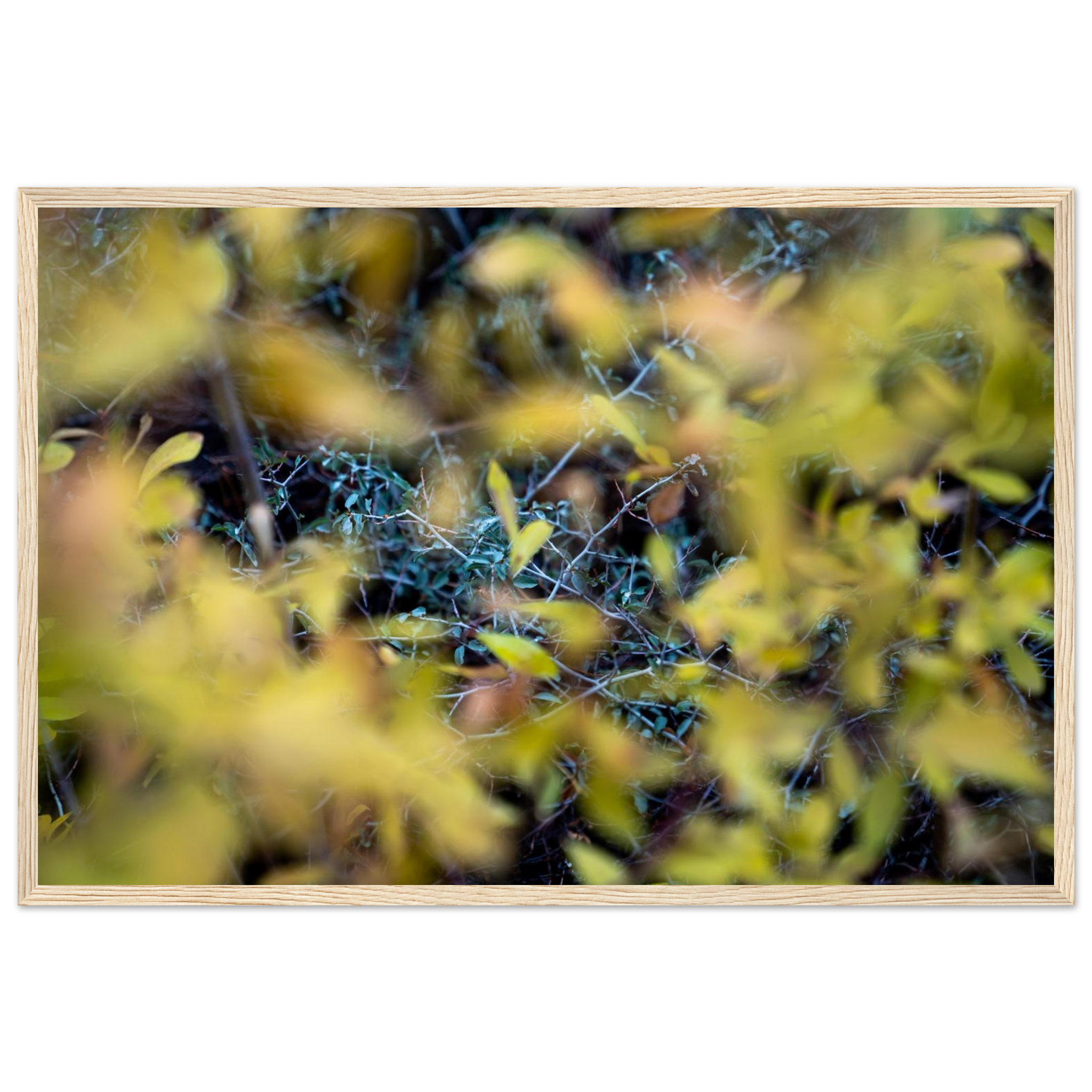 Autumn foliage detail photography print with green and brown leaves and soft yellow bokeh, large format nature wall art, framed