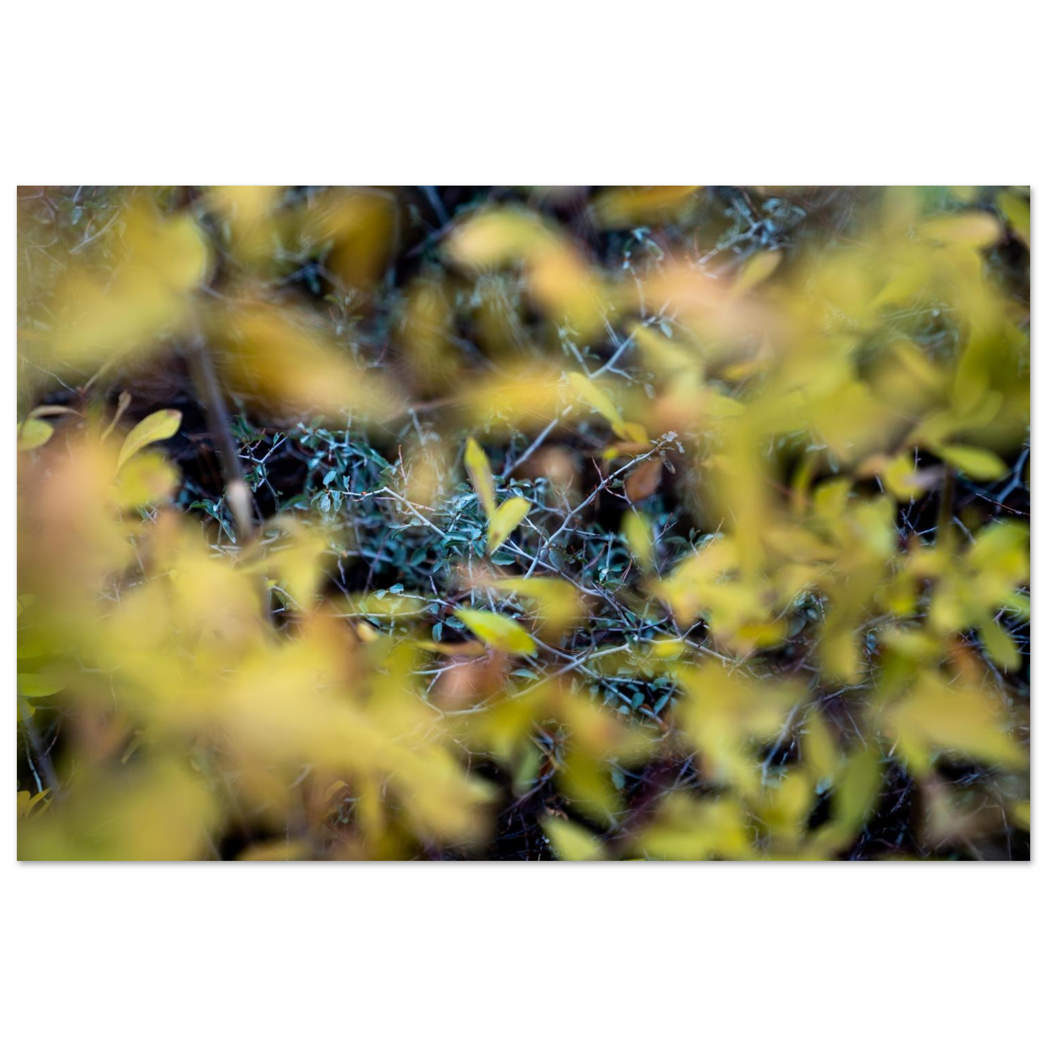 Autumn foliage detail photography print with green and brown leaves and soft yellow bokeh, large format nature wall art