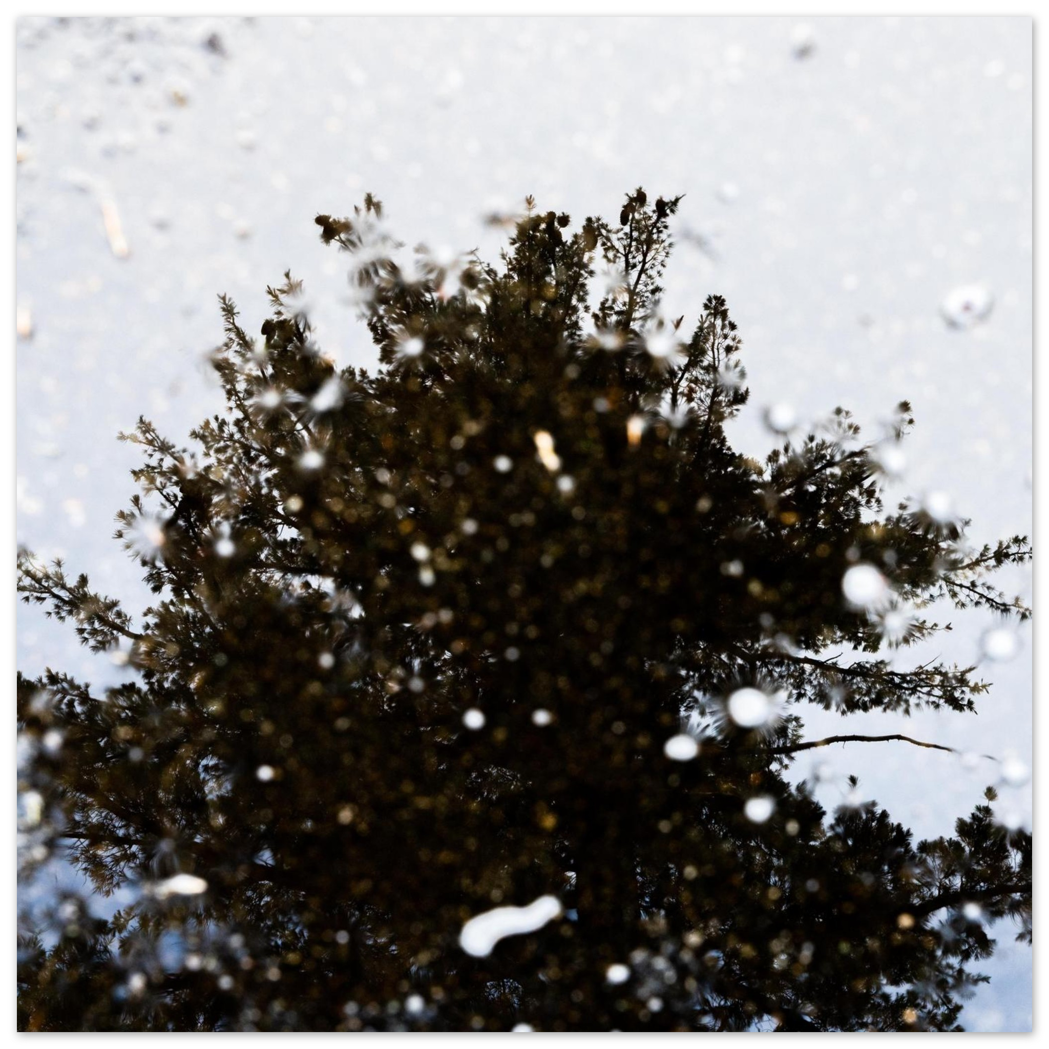 Nature photography print with water droplets and green tree canopy in blue and white, textured botanical wall art